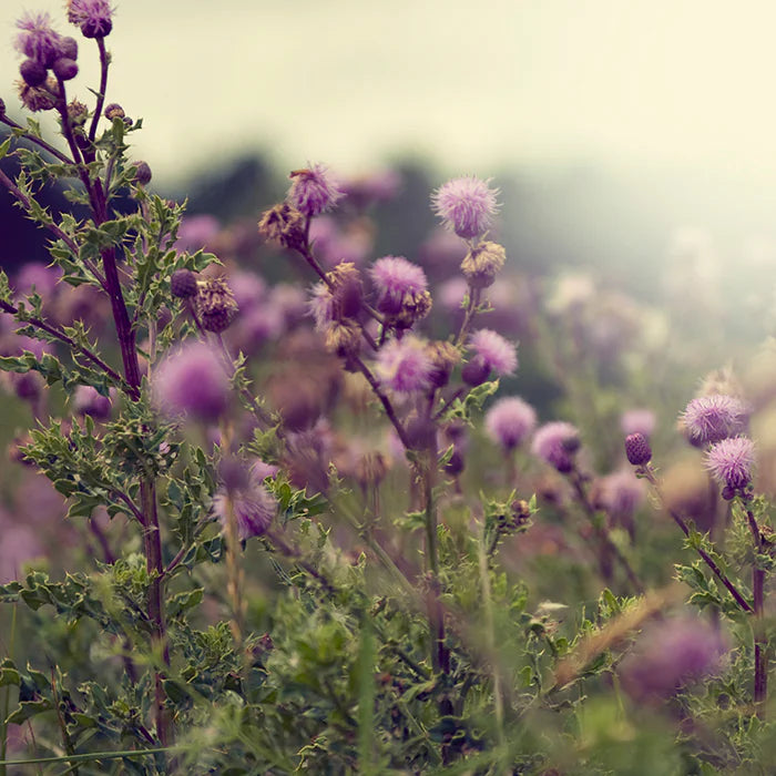 New Nordic BioDrain® - 180 tablets.