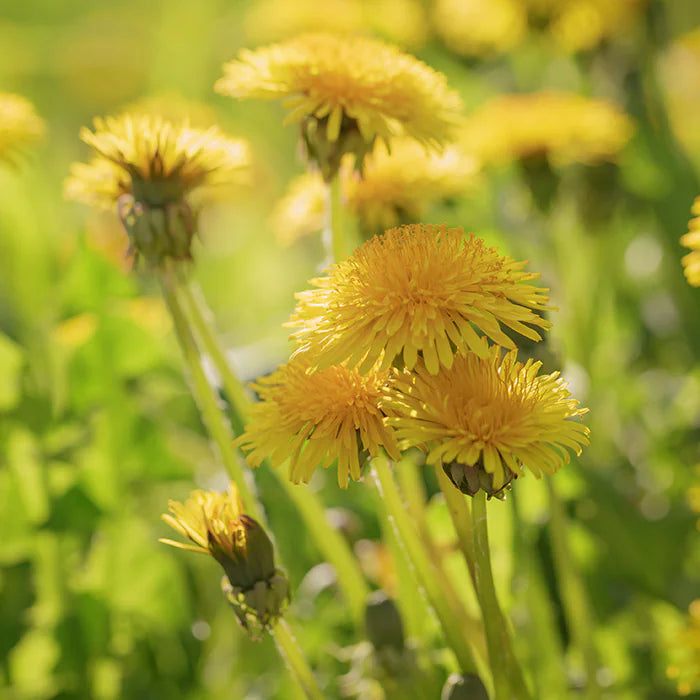 New Nordic BioDrain® - 180 tablets.