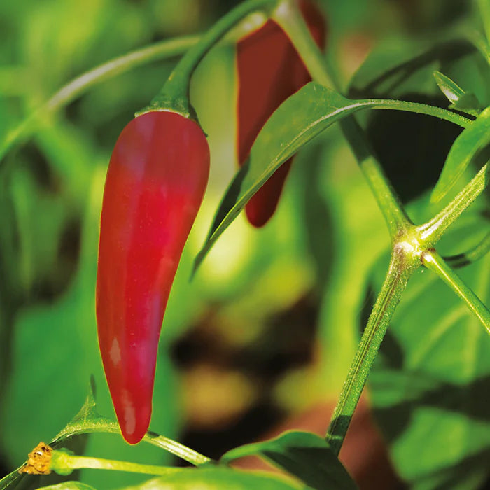 Chili Burn™ - 60 tablets.