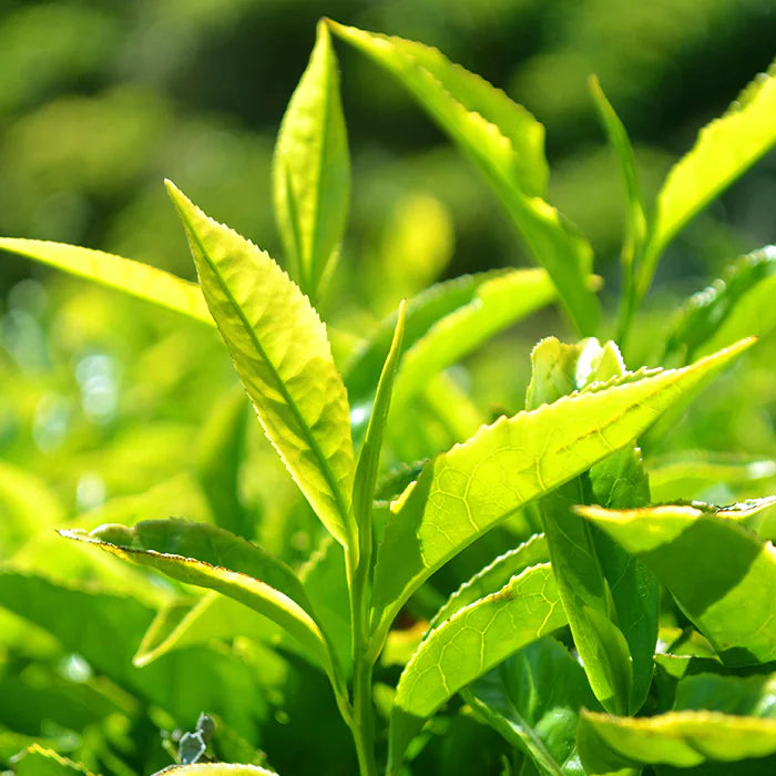 Chili Burn™ - 120 tablets.