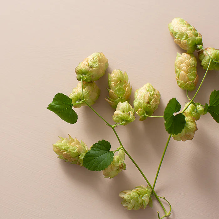 Mulberry - 120 tablets.