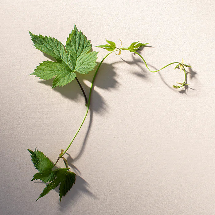 Mulberry - 120 tablets.