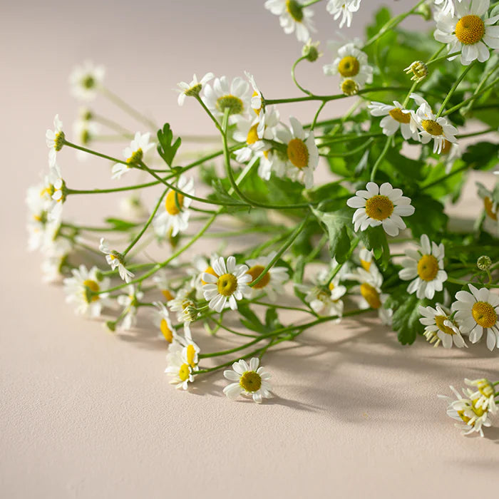 New Nordic Melissa Dream 120 tabletter