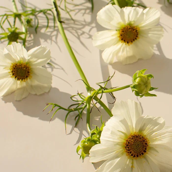 Multivitamin Vegetarians and Vegans