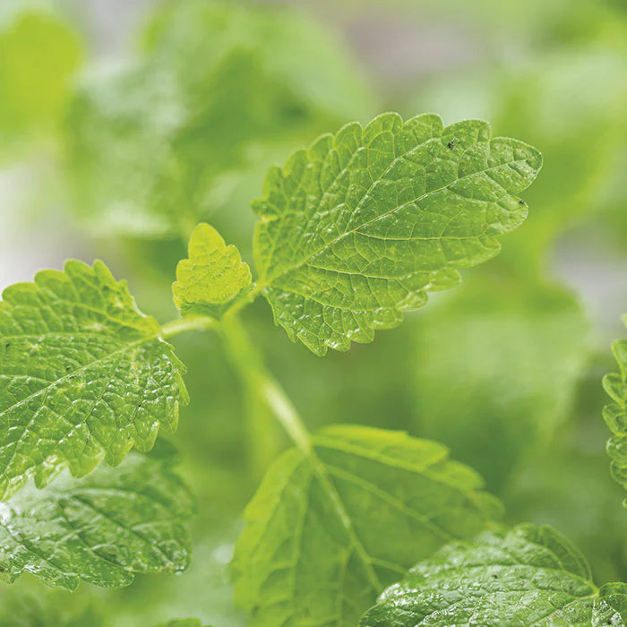 Melissa Dream™ - 60 tablets