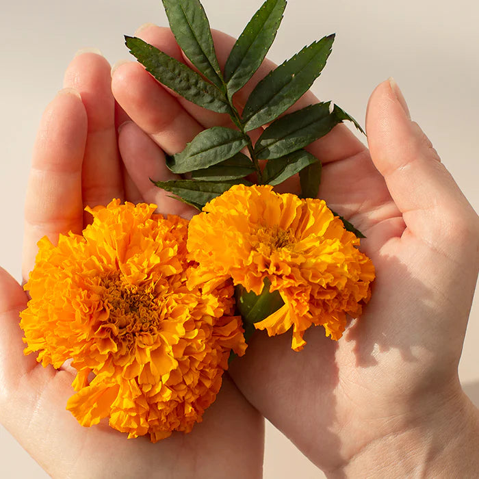 Blue Berry™ Plus Eye Vitamin - 240 tablets.